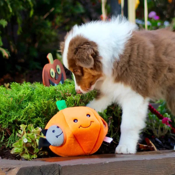 Peluche de flair Citrouille et Chauves-souris – Jouet d'occupation pour chien – ZippyPaws® Burrow™