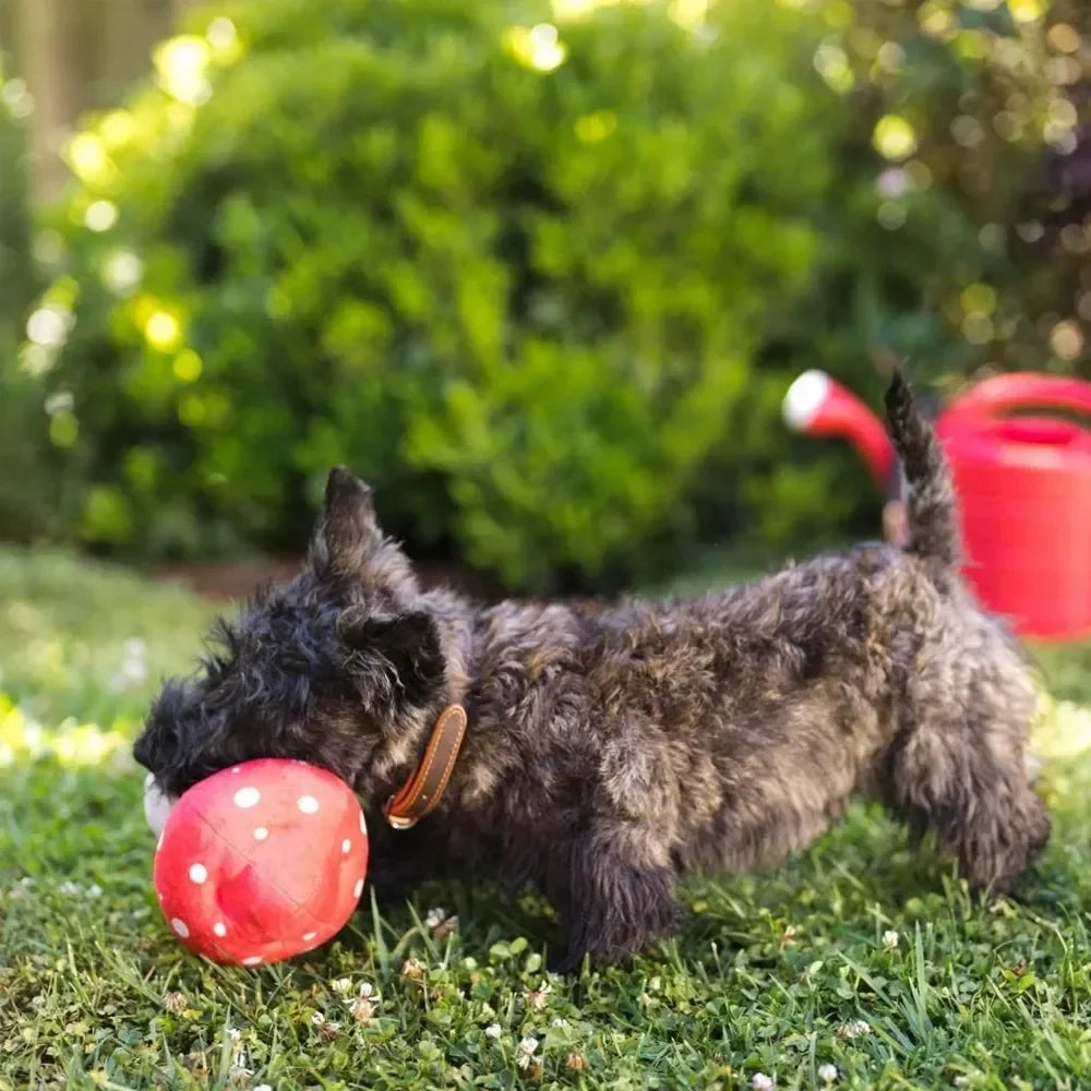 Blooming Buddies Mutt's Mushroom  🍄 – Jeu de fouille interactif champignon pour chien – PET PLAY