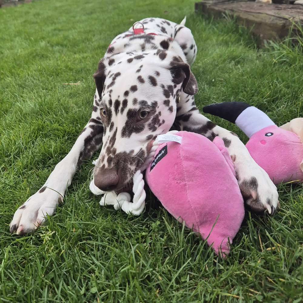 peluche flamant rose pour chien