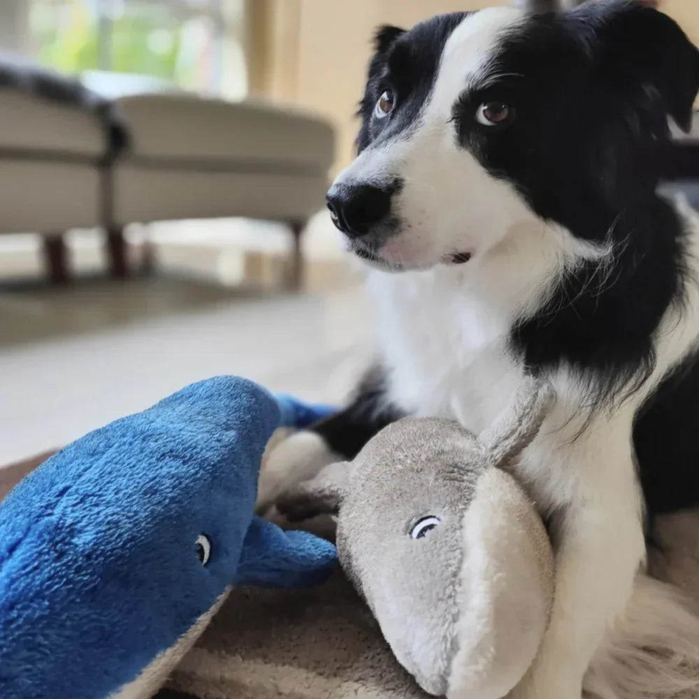 Peluche Requin – Peluche XXL pour chien – Jigglerz® Shark 🦈