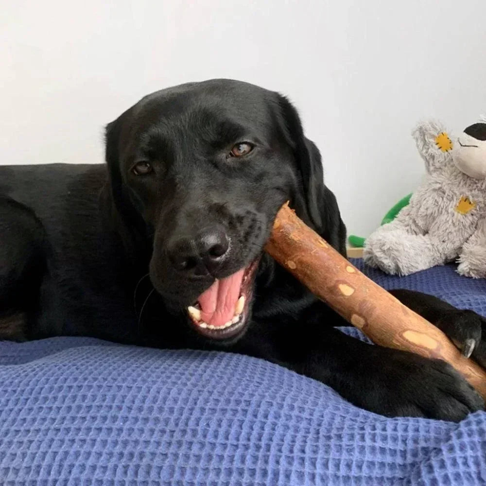 bois d'olivier pour chien