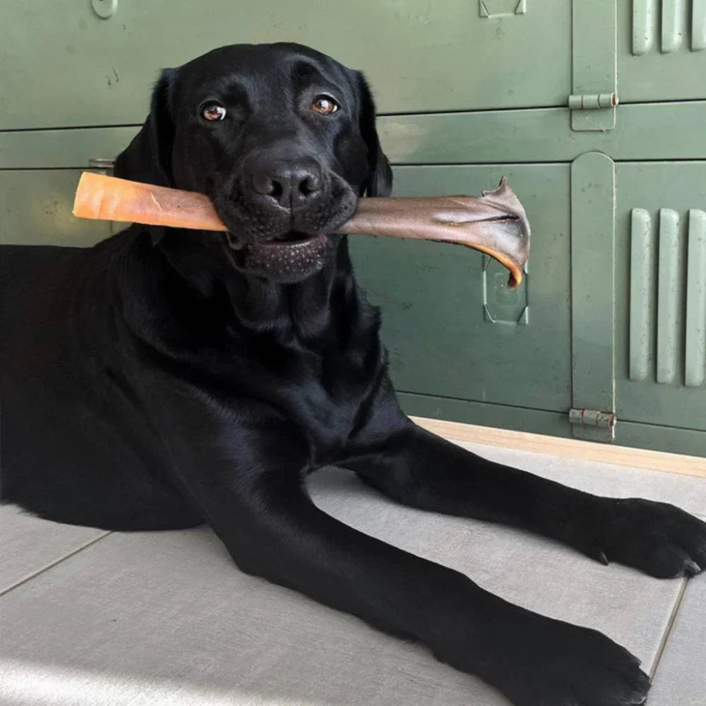 peau de chameau XL pour chien