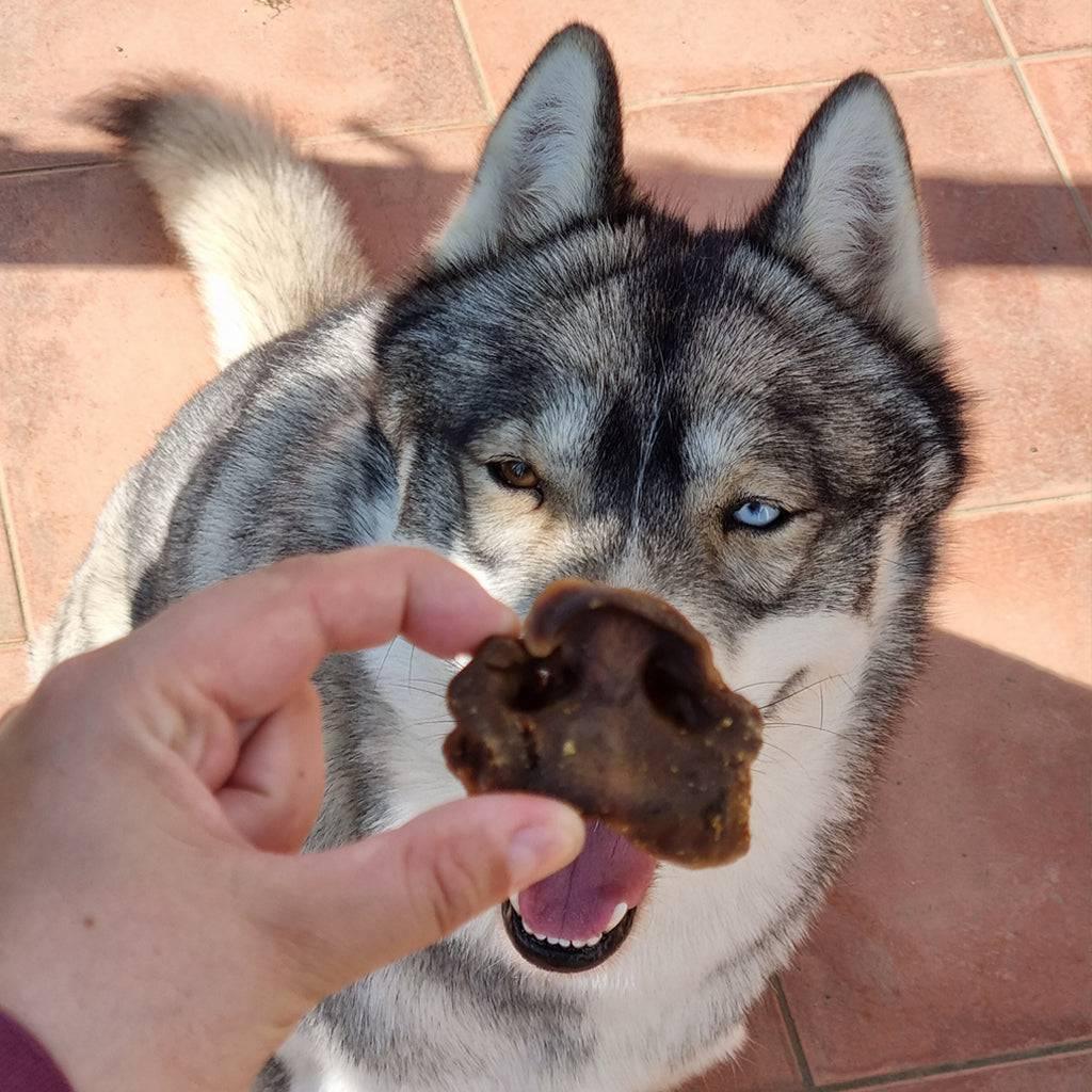 groin de cochon pour chien