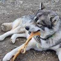peau de boeuf XXL pour chien