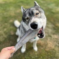 Queue de requin – Mastication gourmande XL pour chiens – 5 pièces