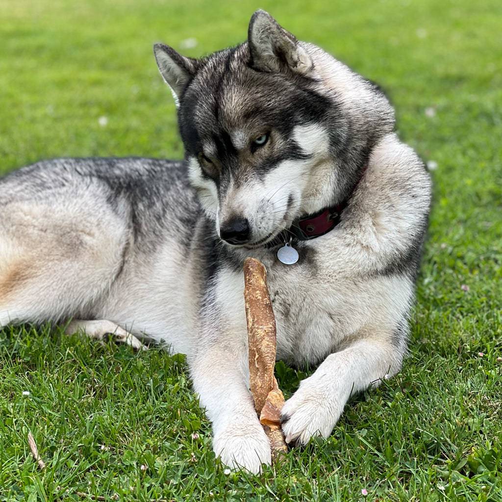 veine de bison chien