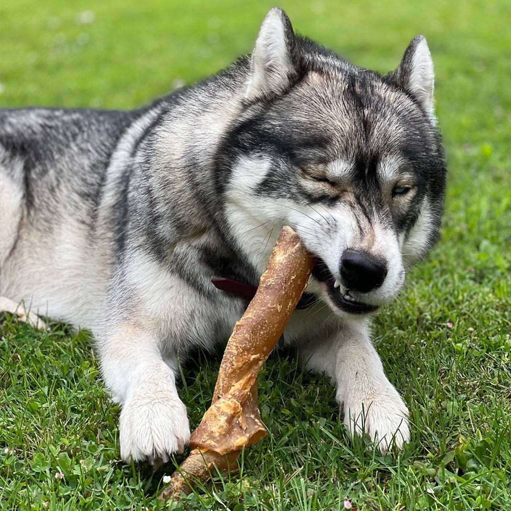 veine de bison pour chien