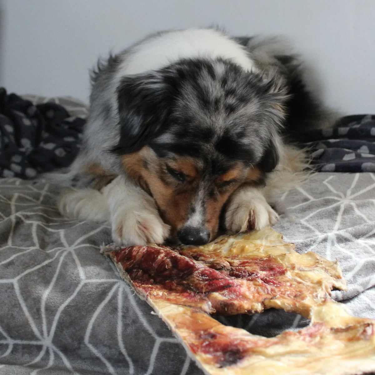 Plaque de peau boeuf – Mastication gourmande XXL pour chiens