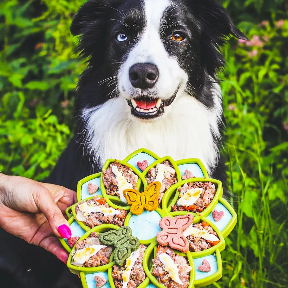 Mandala Anti-Glutton Enrichment Tray - Sodapup