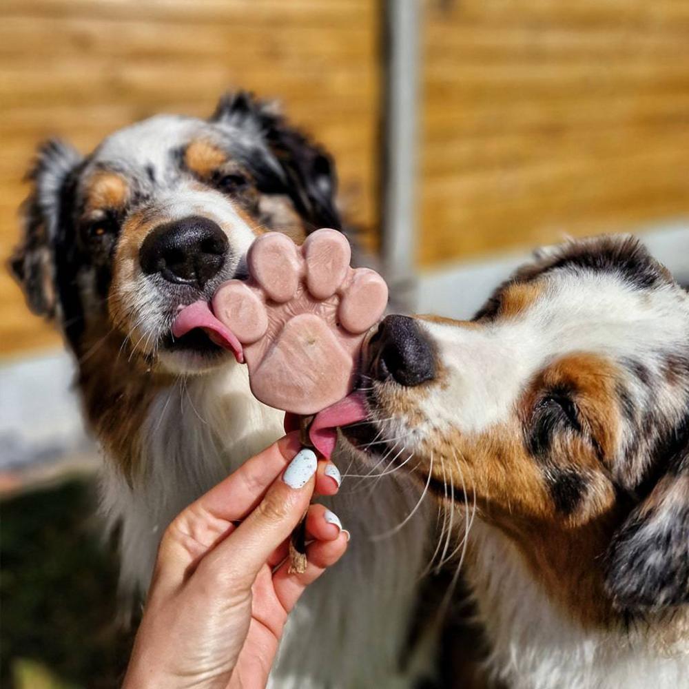 glace pour chiens