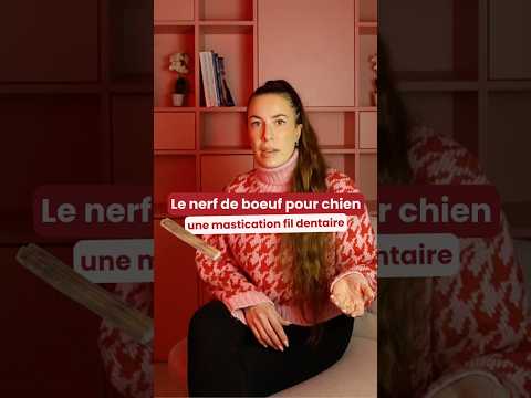 nerf de boeuf pour chien