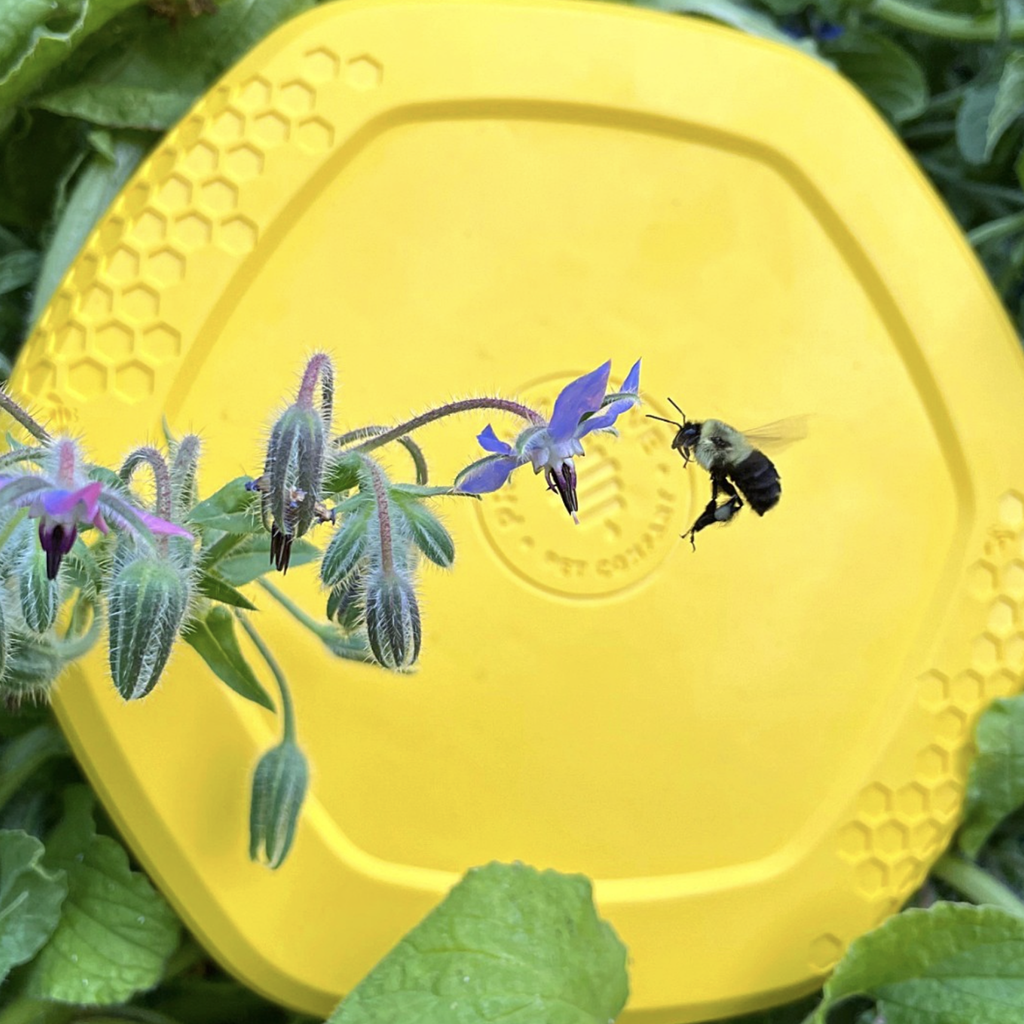 frisbee hive disc sauver les abeilles