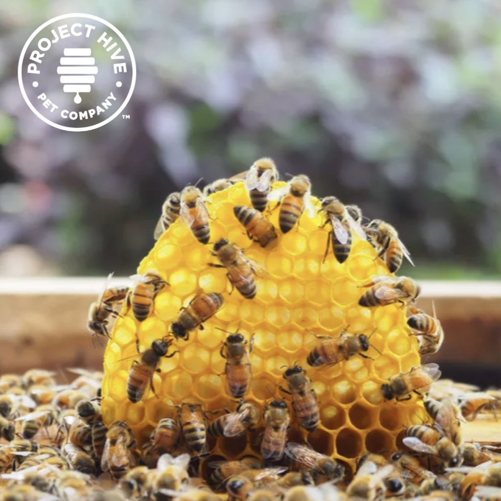 project hive sauver les abeilles