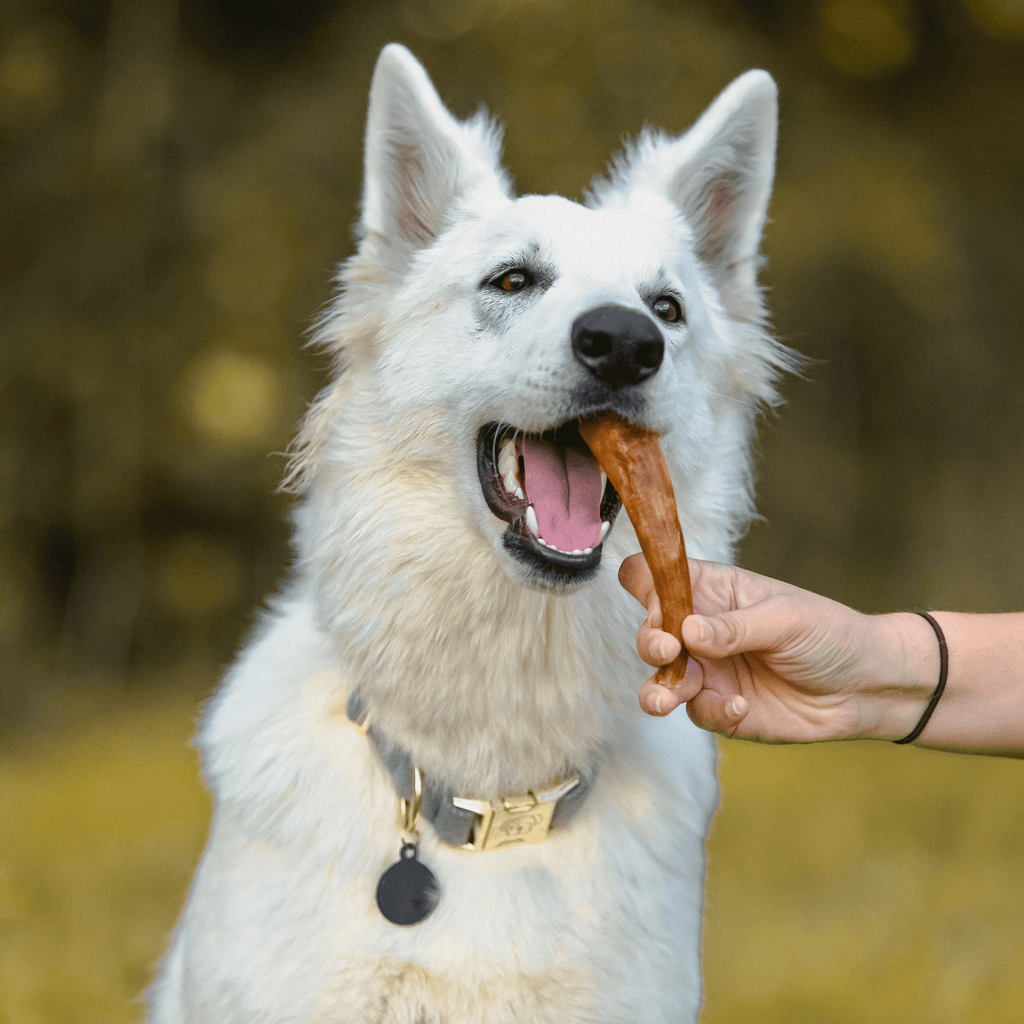 queue de cochon chien