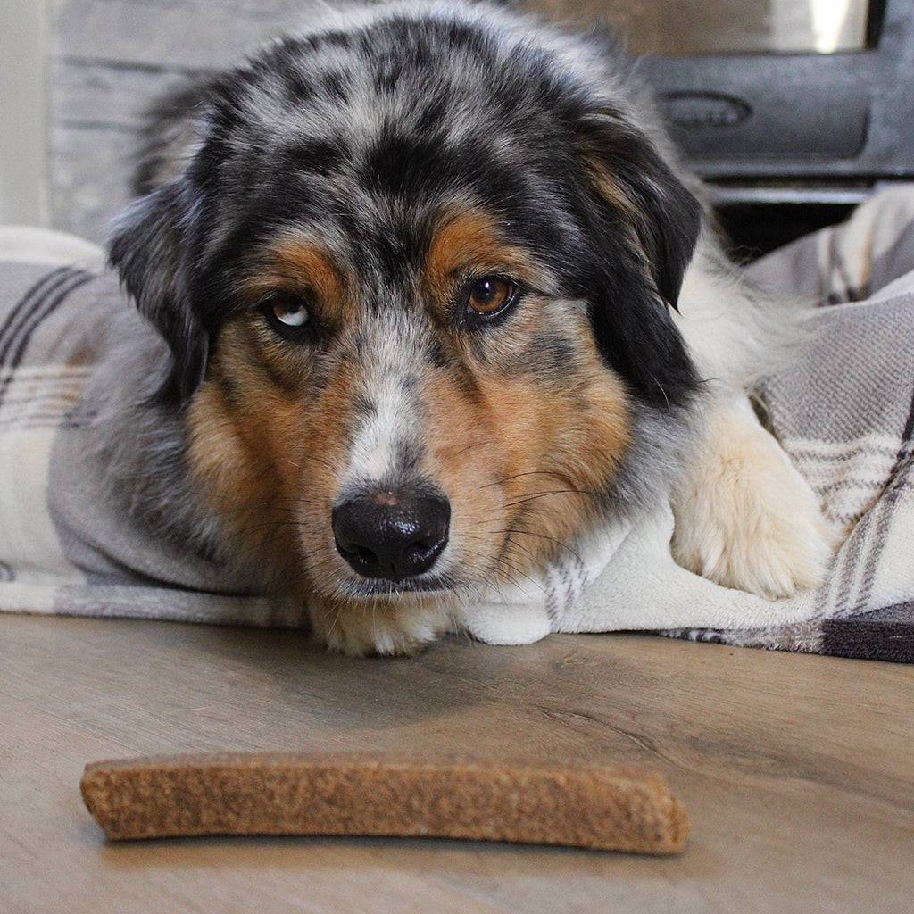 barre de viande pour chien