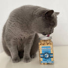 kiwi walker white fish pour chat