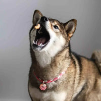 friandise crevette pour chien