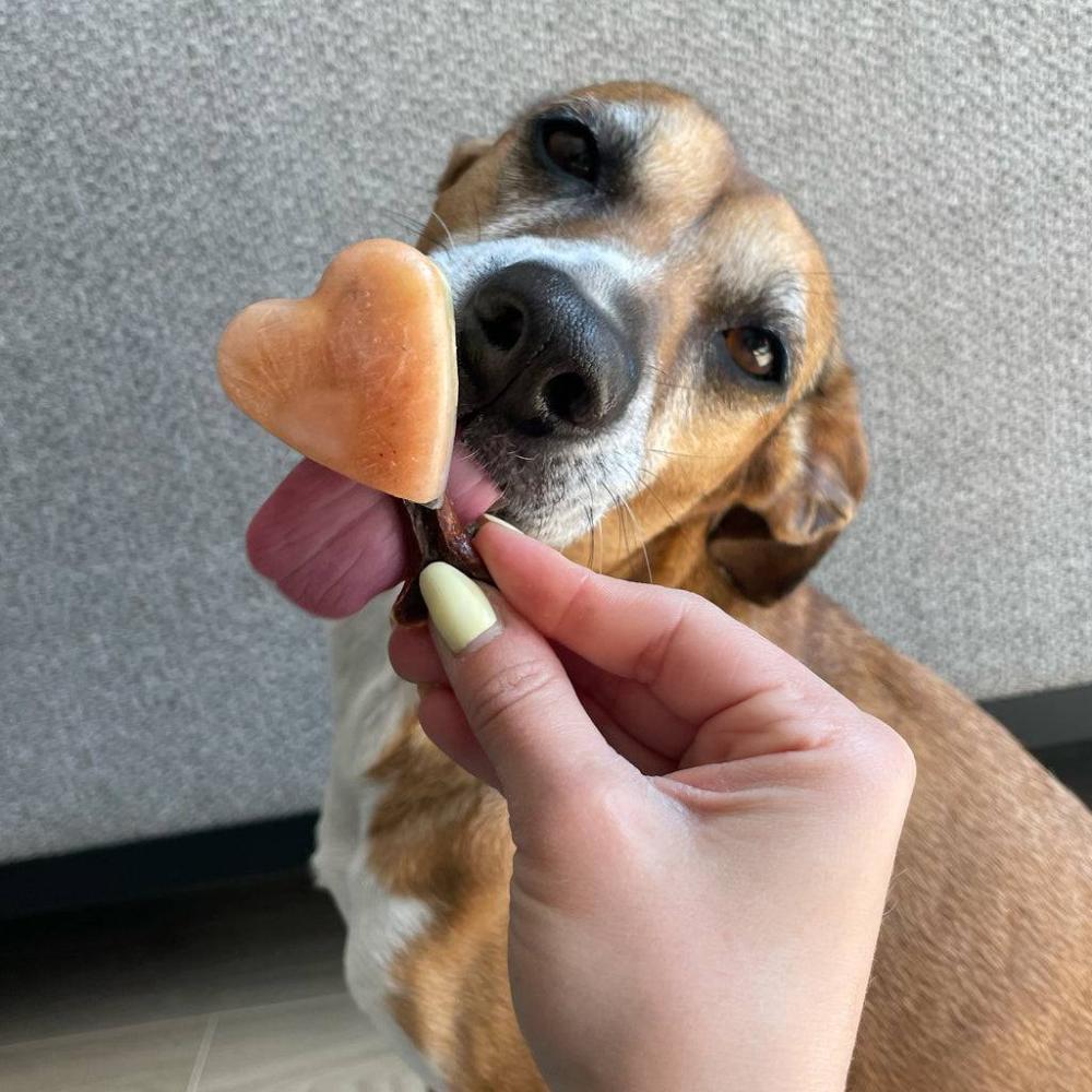 glace pour chien