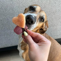 glace pour chien