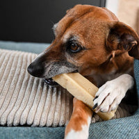 Gourmet dog chew – Cheese bone – Cheese bar