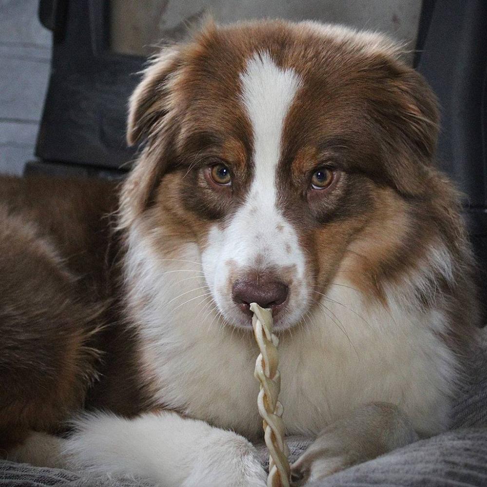 tresse de bison pour chien