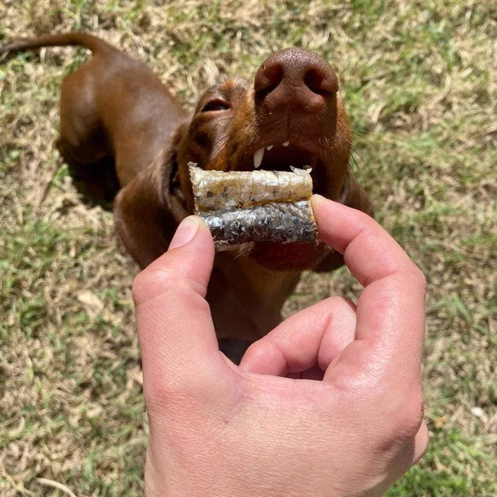 morceaux de peau de saumon pour chiens