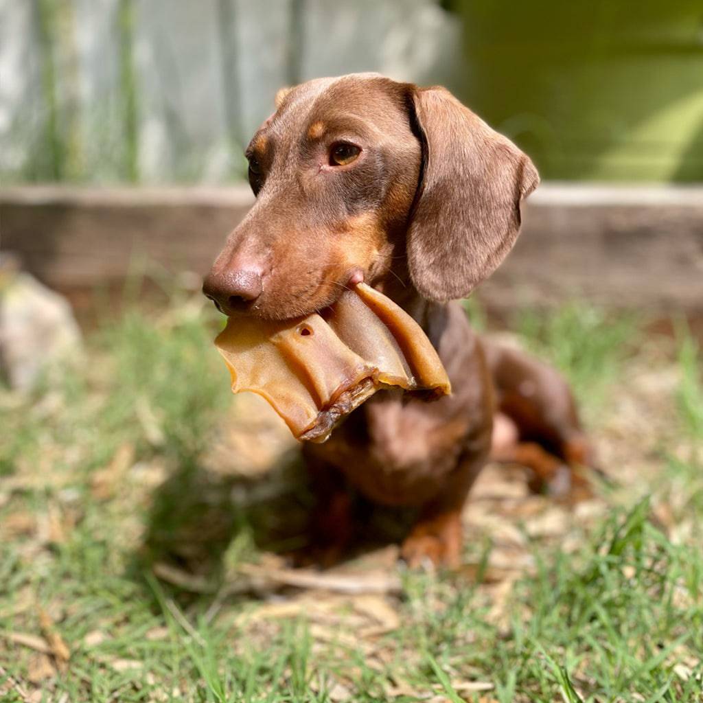 oreille d'agneau pour chien