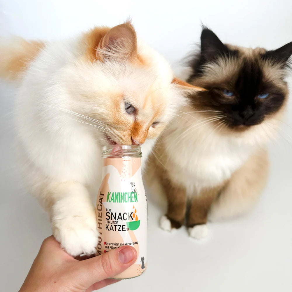smoothiecat smoothie pour chat lapin