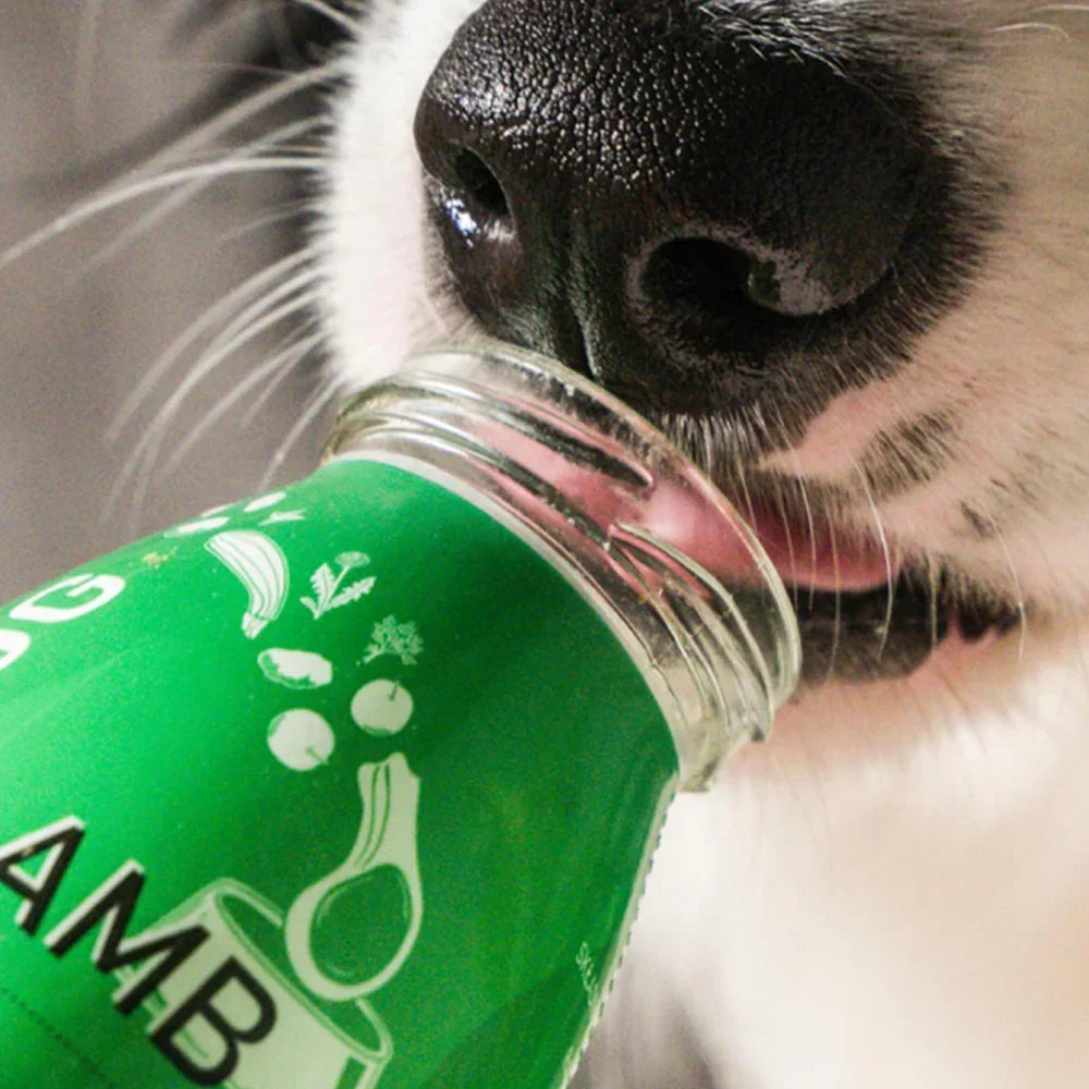 smoothie pour chien