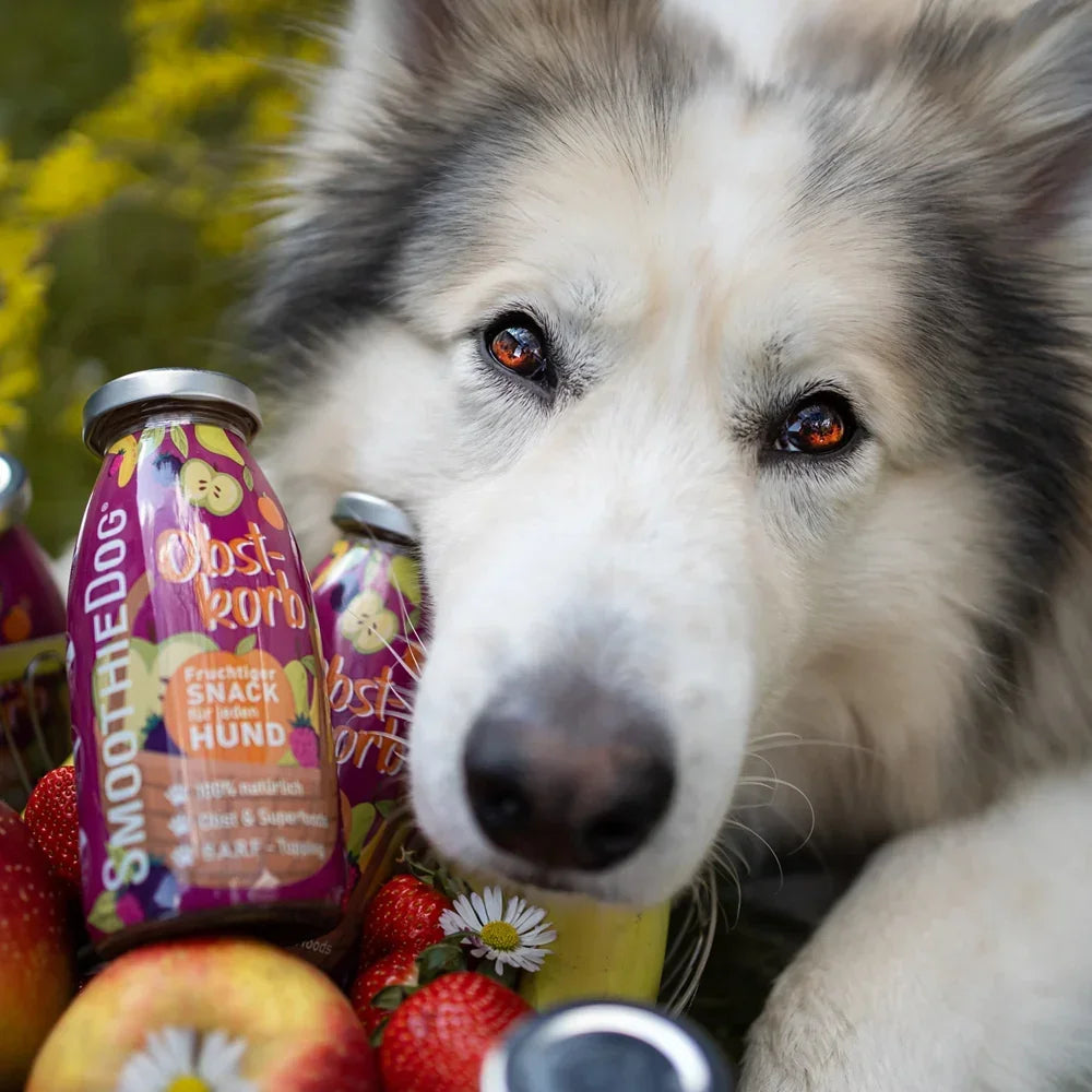 Smoothie pour chiens – Corbeille de fruits – 250mL