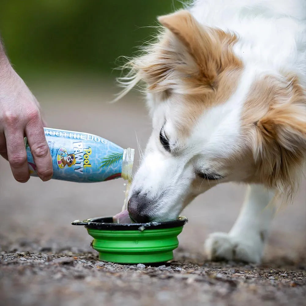 Smoothie pour chiens – Pool Pawty – 250mL – Édition limitée été