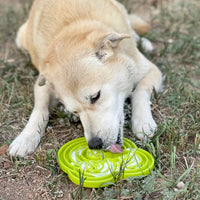 Plateau d'enrichissement anti-glouton Water Frog – Shallow eTray grenouille pour chien – Sodapup