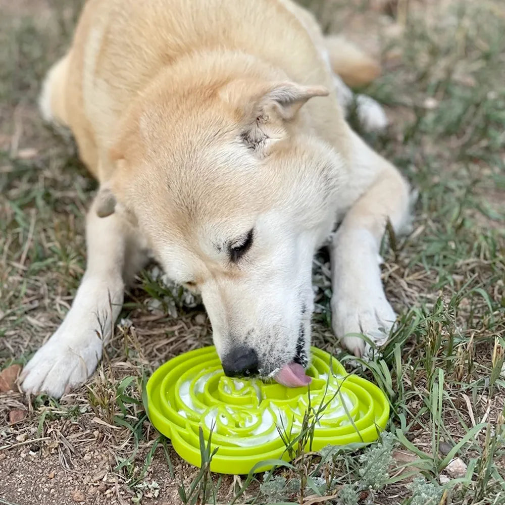Plateau d'enrichissement anti-glouton Water Frog – Shallow eTray grenouille pour chien – Sodapup