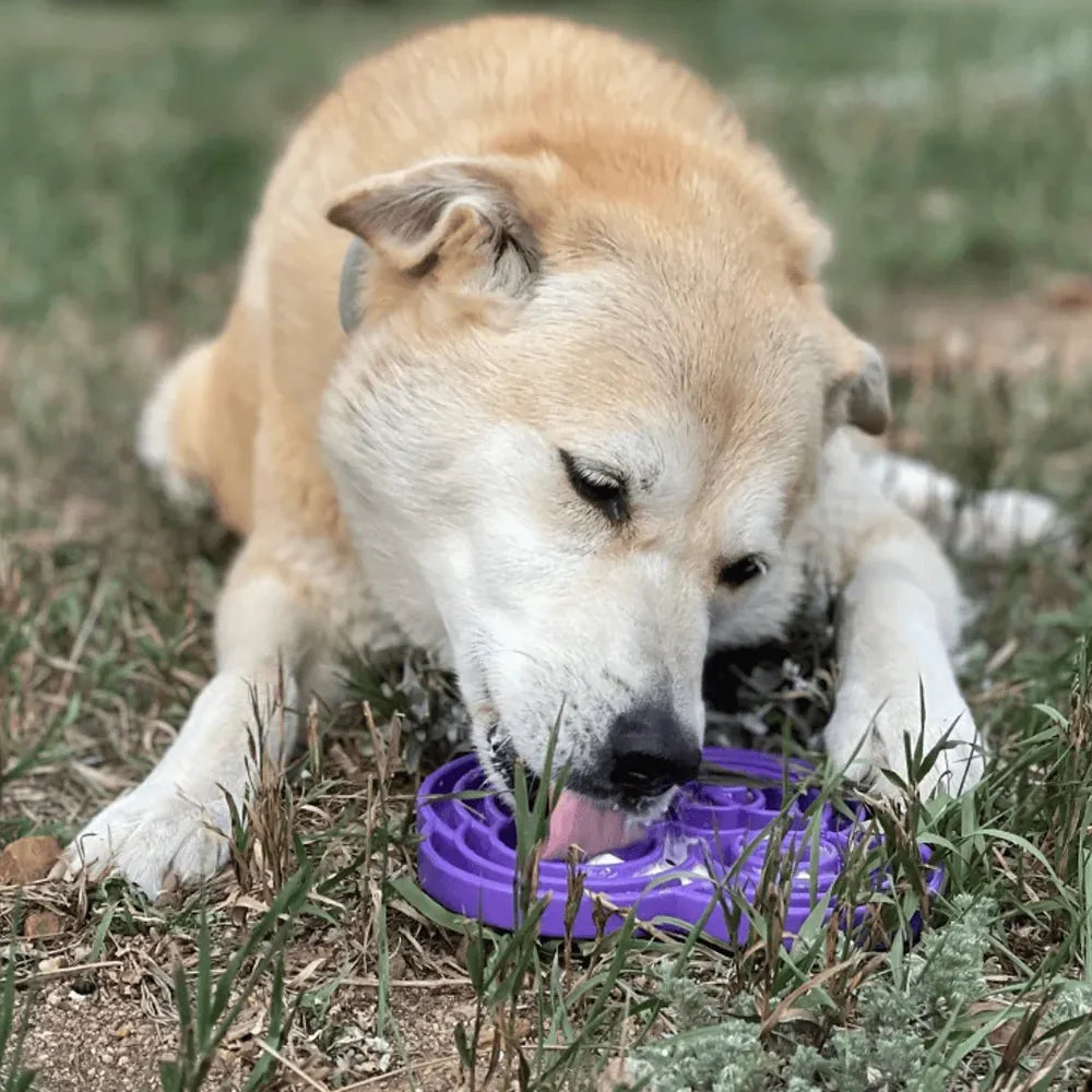 Plateau d'enrichissement anti-glouton Water Frog – Shallow eTray grenouille pour chien – Sodapup