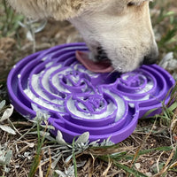 Plateau d'enrichissement anti-glouton Water Frog – Shallow eTray grenouille pour chien – Sodapup