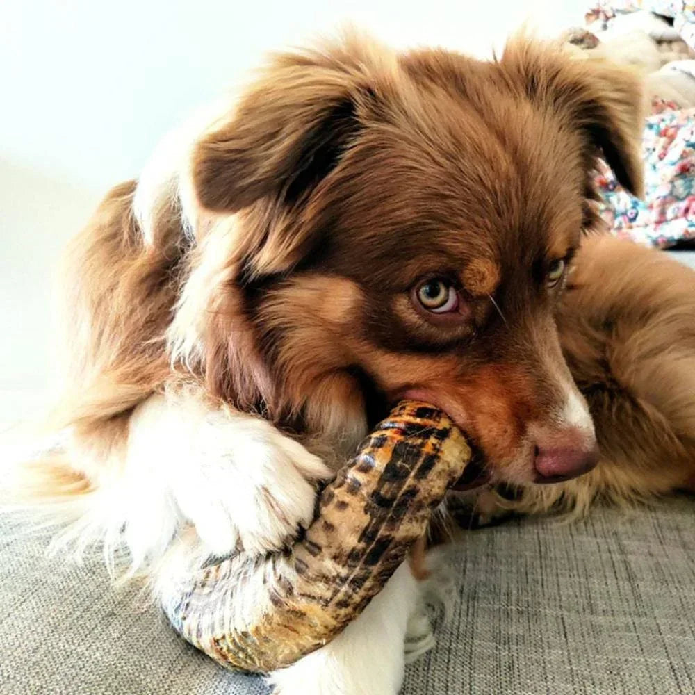 corne de mouton pour chiens
