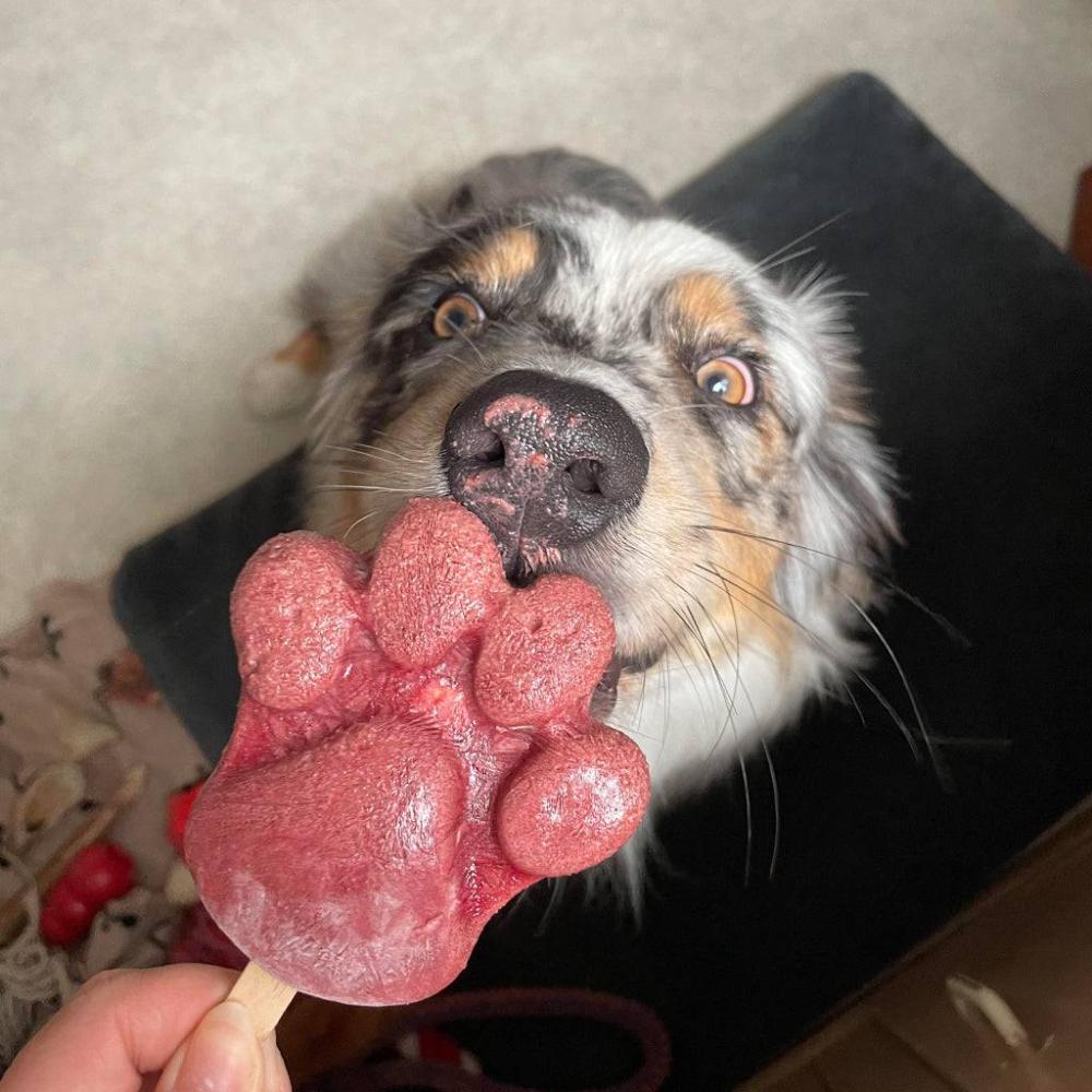 glace pour chien