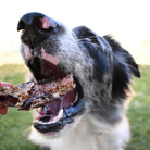 trachee de kangourou pour chien