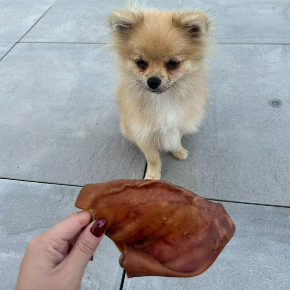 oreille de cochon pour chien