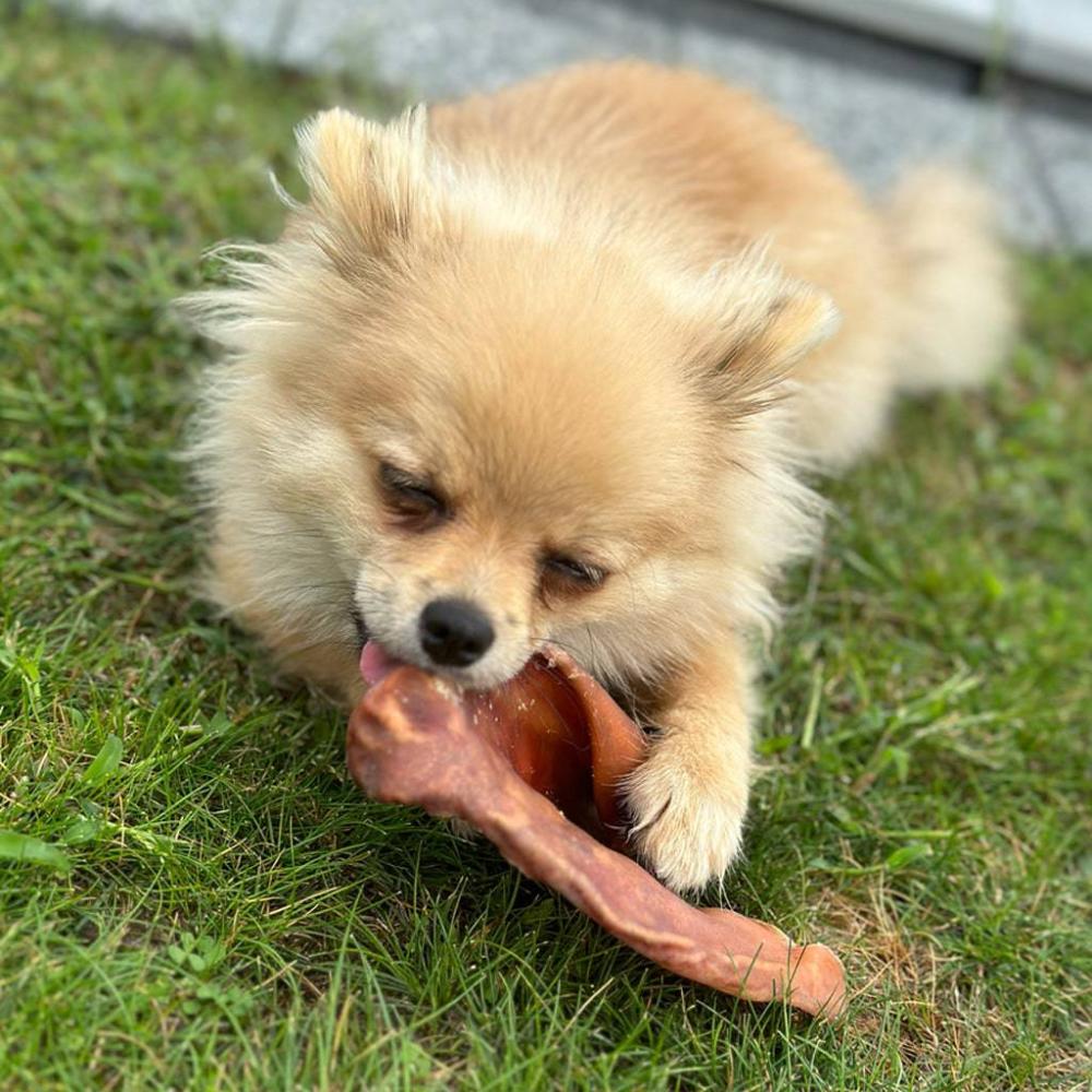 oreille de cochon chien