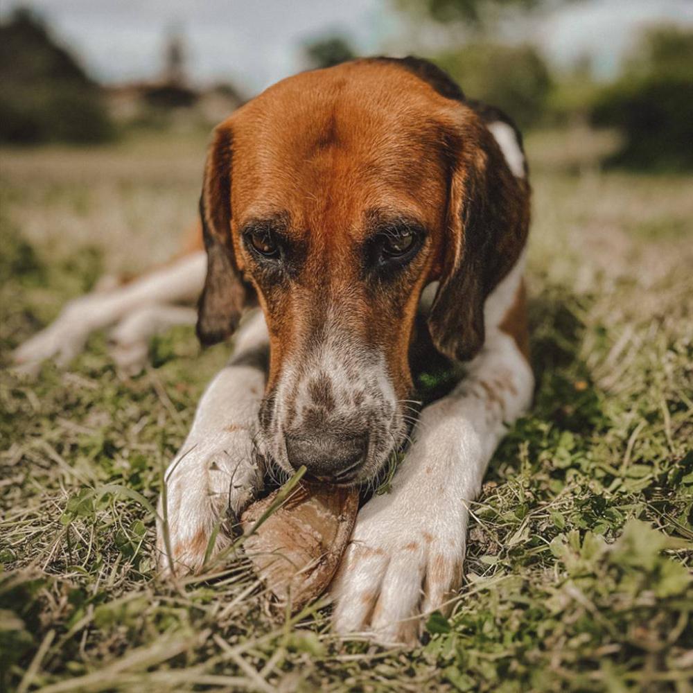 sabot de boeuf pour chien