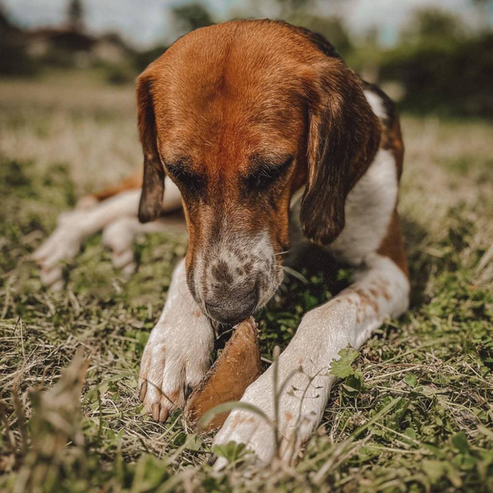 sabot de vache pour chien