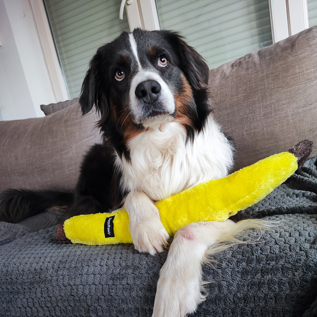 jouet pour chien banane zippypaws