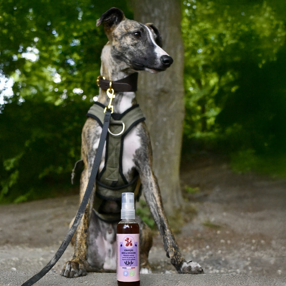 vinaigre des 4 voleurs pour chiens et chats