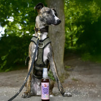 vinaigre des 4 voleurs pour chiens et chats