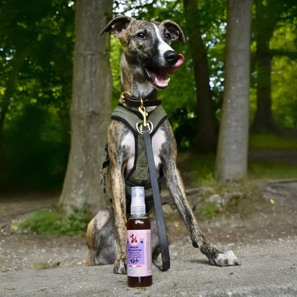 vinaigre des 4 voleurs pour chiens et chats