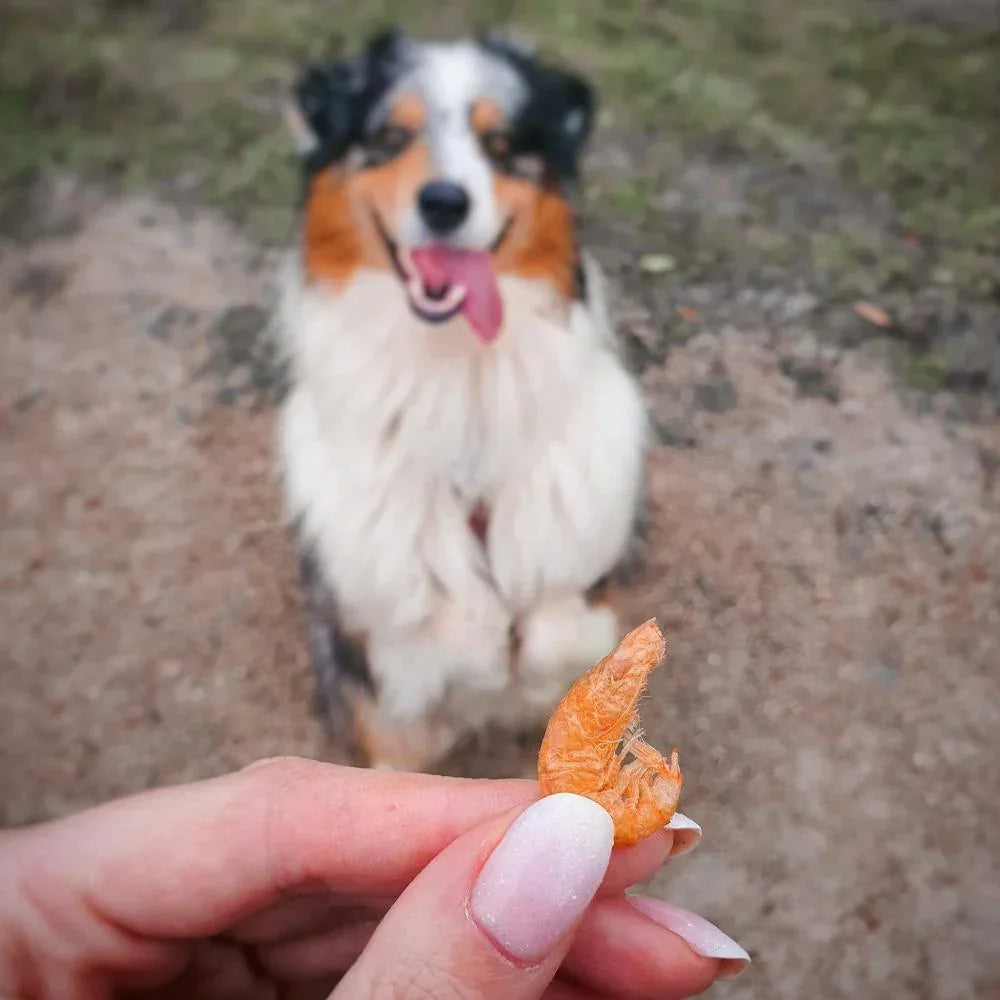 Kiwi Walker crevettes pour chiens et chats