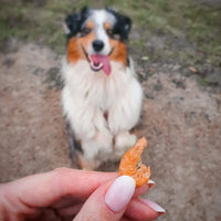 Kiwi Walker crevettes pour chiens et chats
