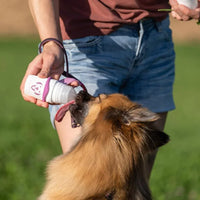 Doggy Roller – Distributeur à bille - Apetite Store