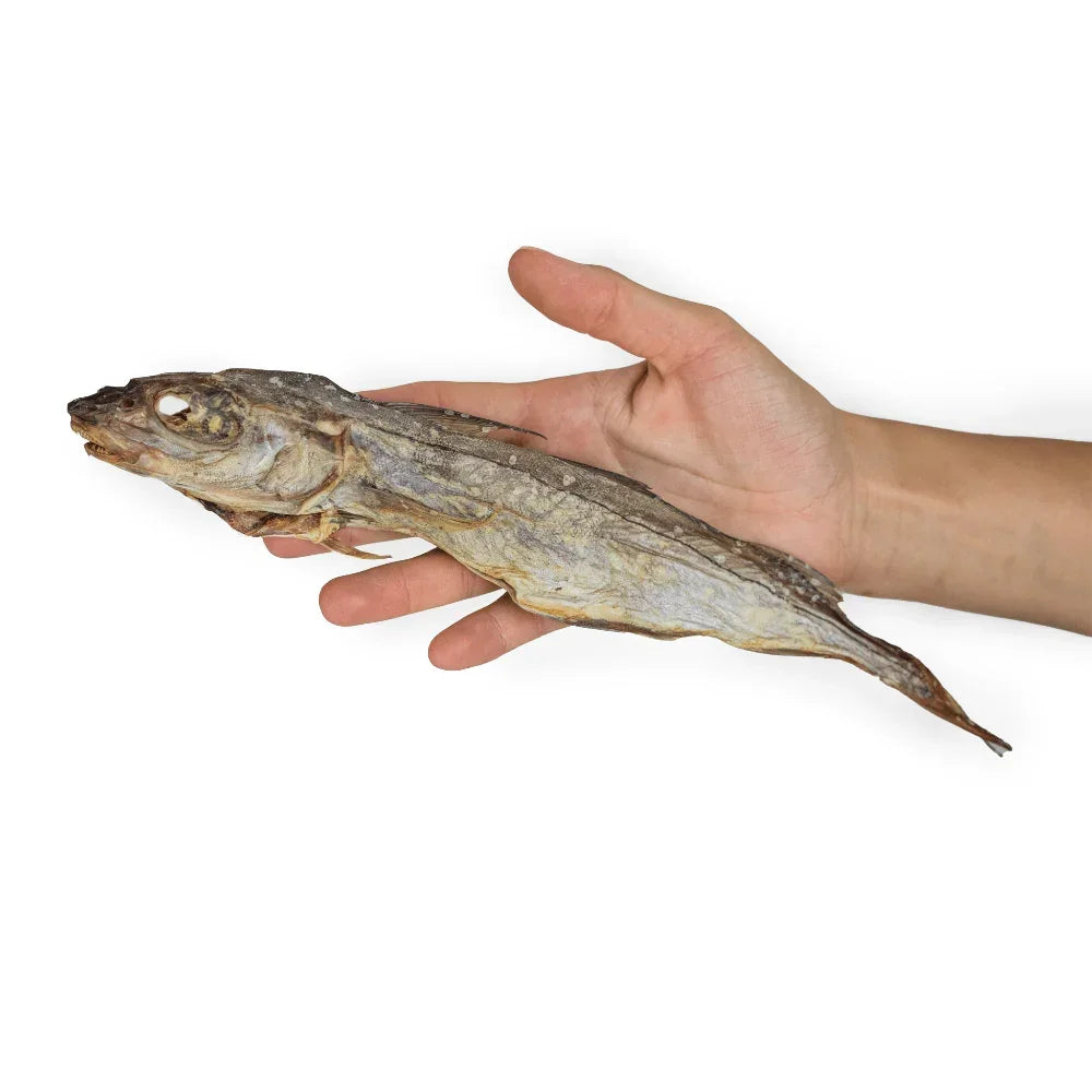 haddock pour chien